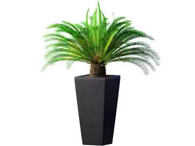 Beautiful decorative indoor evergreen Palm Tree Cicas  Art Deco 3D model