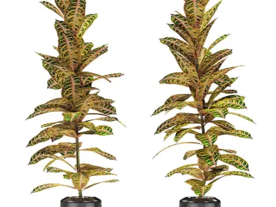 Plant in Pot Flowerpot Exotic Plant 3D model 9