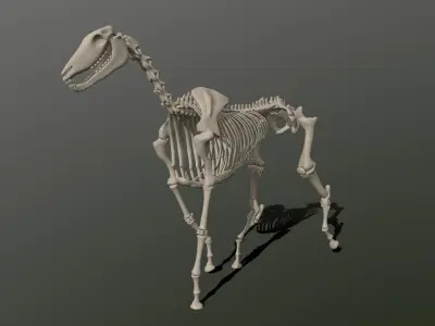 Horse Skeleton  Low-poly 3D model