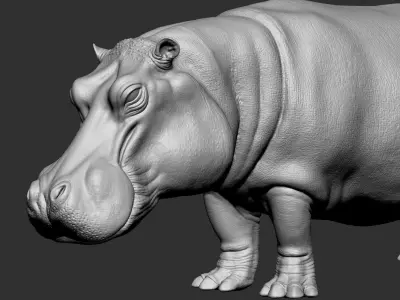 Animation ready  3d Hippo Model 3D model
