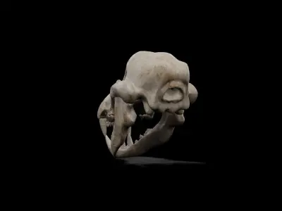 Wolf and Dog low poly game ready skull Low-poly 3D model