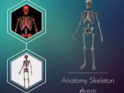 Anatomy Skeleton 3D Model Low-poly 3D model
