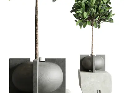  Indoor plant concrete dirt vase pot monstera ficus rubbery 3D model