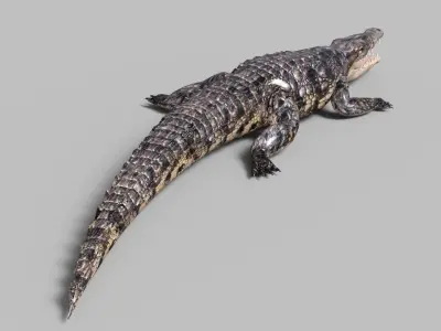Animated Rigged  Crocodile  Low-poly 3D model
