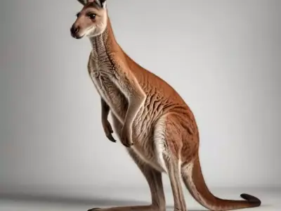 Realistic Kangaroo 3D Australian Marsupial Natural Fur Texture Low-poly 3D model