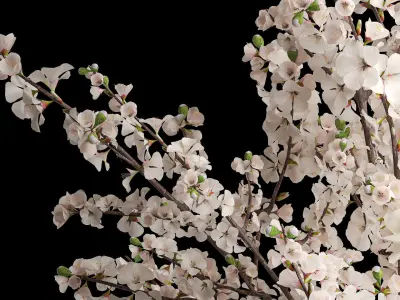 White sakura bouquet cherry blossoms Magnolia 340 3D model