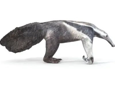 Anteater Low-poly 3D model