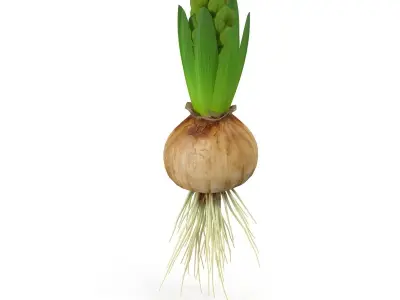 Hyacinth small 3D model