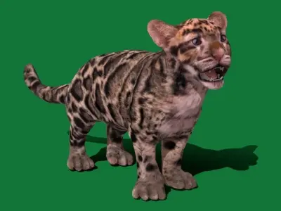 Clouded Leopard Cub Low-poly 3D model