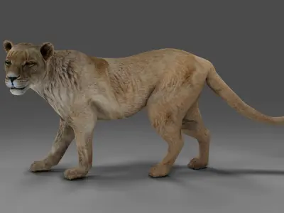 Lioness Rigged V01 in Blender Low-poly 3D model