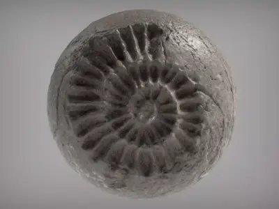 Fossil Series - Spiral 3D print model