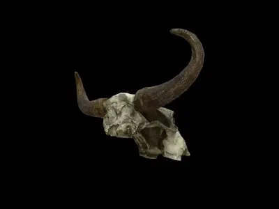 Cow Skull - PBR - Textured Low-poly 3D model