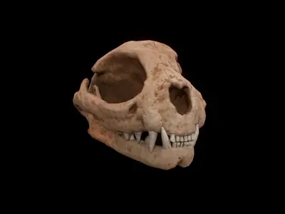 Cat skull PBR Low-poly 3D model