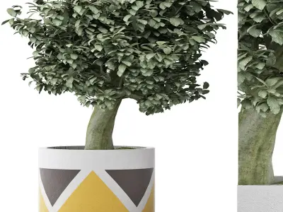 Plants Collection 121 3D model