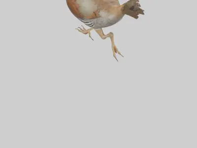 Quail running model Low-poly 3D model