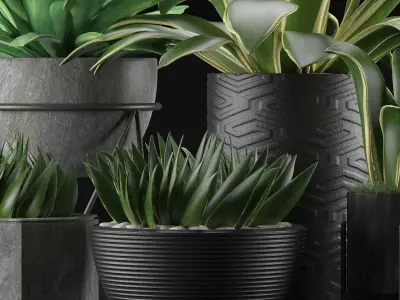 Plants Collection 15 3D model