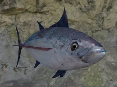 Longtail tuna Low-poly 3D model