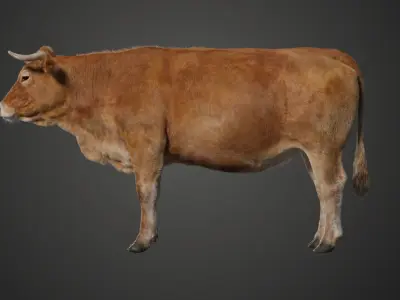 Cattle Cow Rigged  VFX Grace 3D model