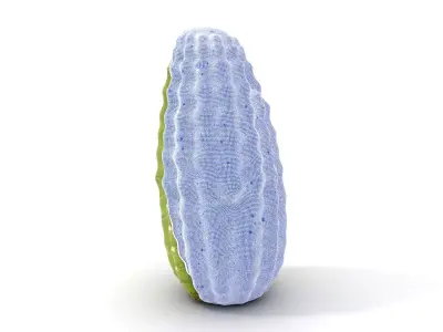 Green Cactus Texture model pack Texture