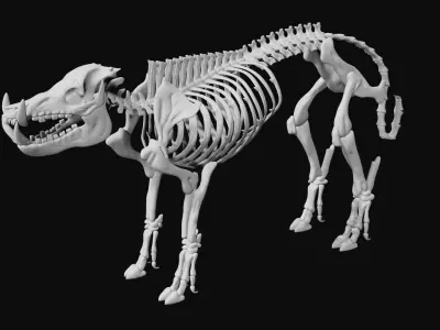 Boar Skeleton Low-poly 3D model
