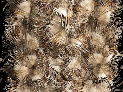 Wall decor made from dry branches of palm leaves 312 3D model