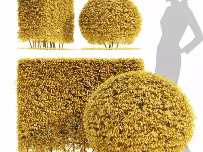 Dwarf yaupon holly fall 3D model