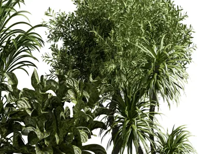 Indoor plant 13 3D model