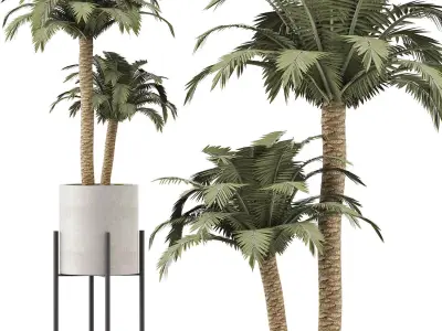 Plants Collection 134 Beach Palm 3D model