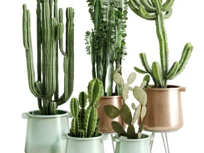 Cactus Collection in a metal pot - indoor plants 685 3D model