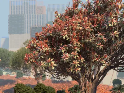 5 models of bronze loquat eriobotrya deflexa flowering trees 3D Model Collection