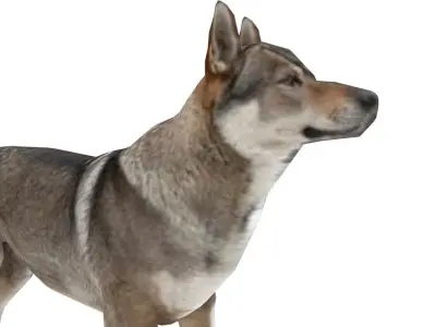 Eurasia Wolf Low-poly 3D model