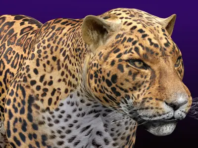 Jaguar Rigged 3D model