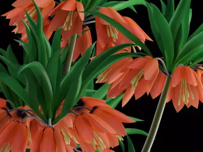 Fritillaria Imperials Bouquet 3D model