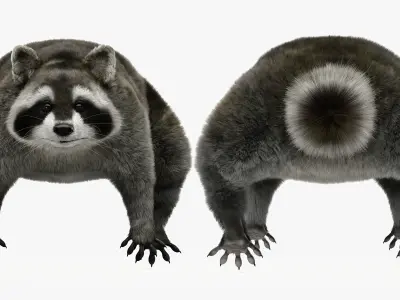Wild Raccoon 3DS Max 3D model