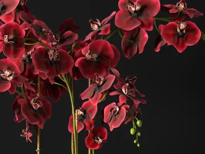 Orchid 12 3D model