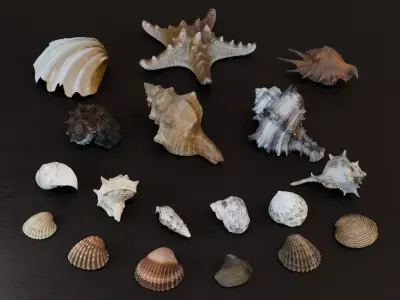 Sea shells Collection Bundle