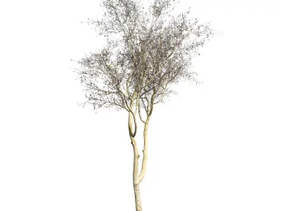 Platanus orientalis 3D model