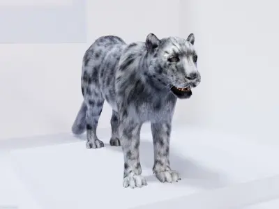 Realistic Fur Leopard 3D Model NO RIG Low-poly 3D model