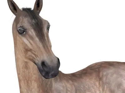 Horse Collection 03 3D model