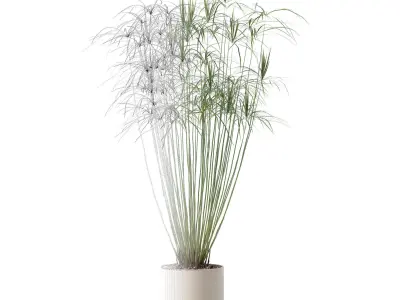 Cyperus papyrus in modern flower pot 3D model