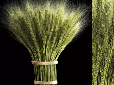 Decorative bouquet of green spikelets of wheat 286 3D model
