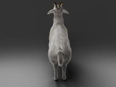 Fur Goat 02 NO Rigged in Blender Low-poly 3D model
