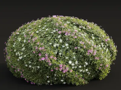 New Plant Cuphea Hookeriana Carthagegenensis Decorative001 Free 3D model