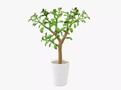 Crassula plant in flower pot 3D model