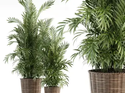 Plants collection 93 3D model