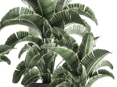 Strelitzia in a pot for the interior 842 3D model