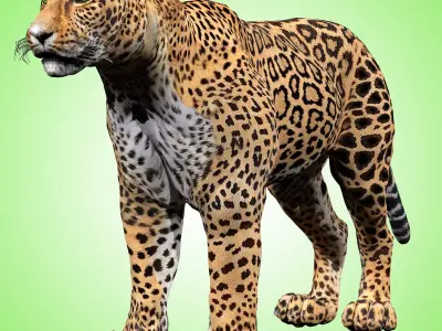 Leopard Rigged 3D model