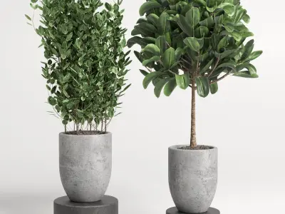 collection Indoor plant 46 vase concrete 3D model