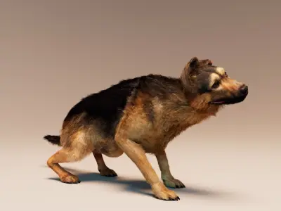 German Shepherd   Dynamics   Rigged   Animated 3D model