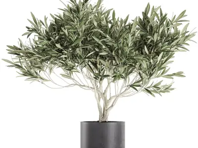 Decorative olive tree in a black flowerpots 732 3D model